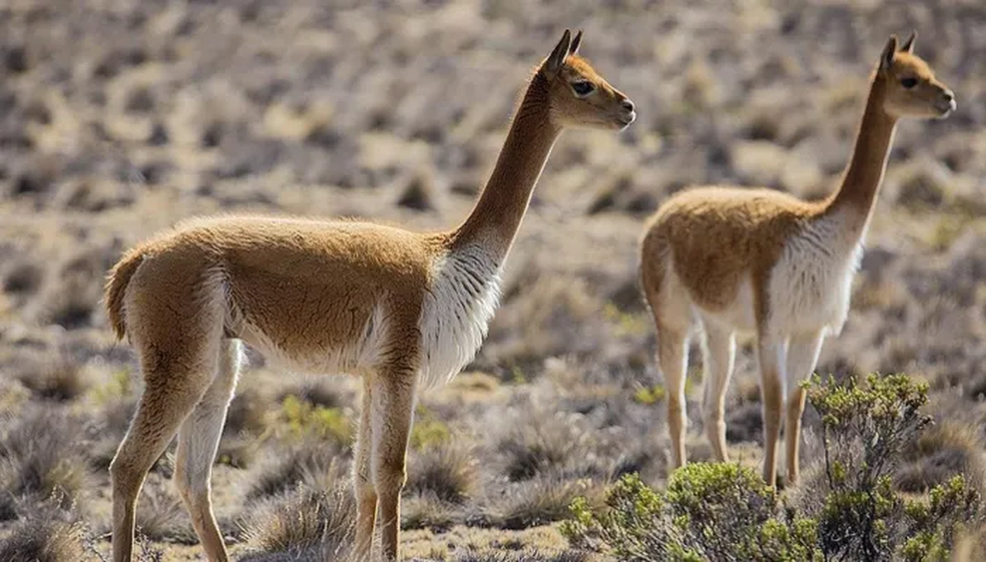 Lạc đà Vicuña - nguồn gốc của loại vải sợi quý hiếm nhất thế giới