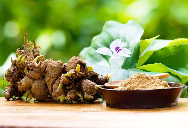 Nghiên cứu đột phá từ Nhật: Củ địa liền có tác dụng ngăn ngừa ung thư